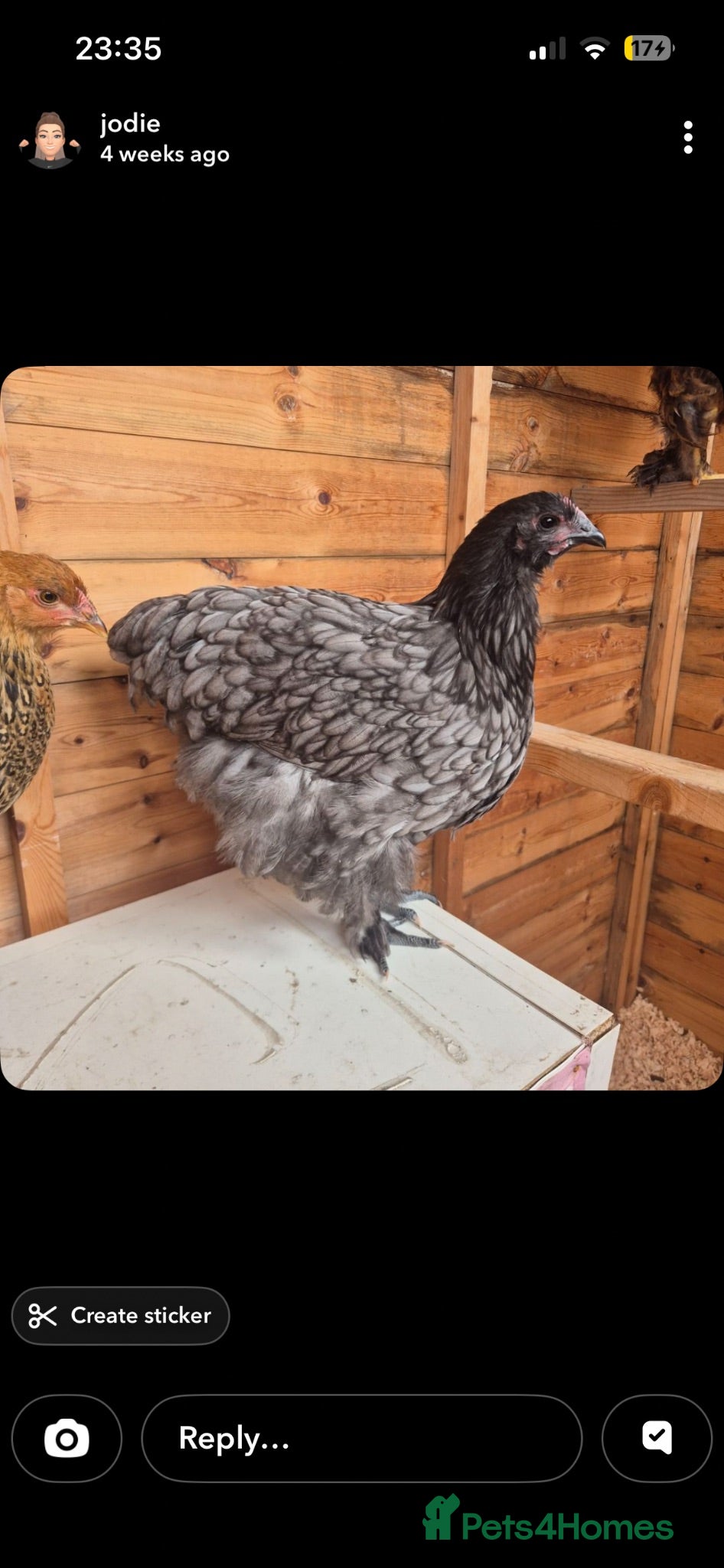 Chickens poultry Range of hens for sale  - Advert 1