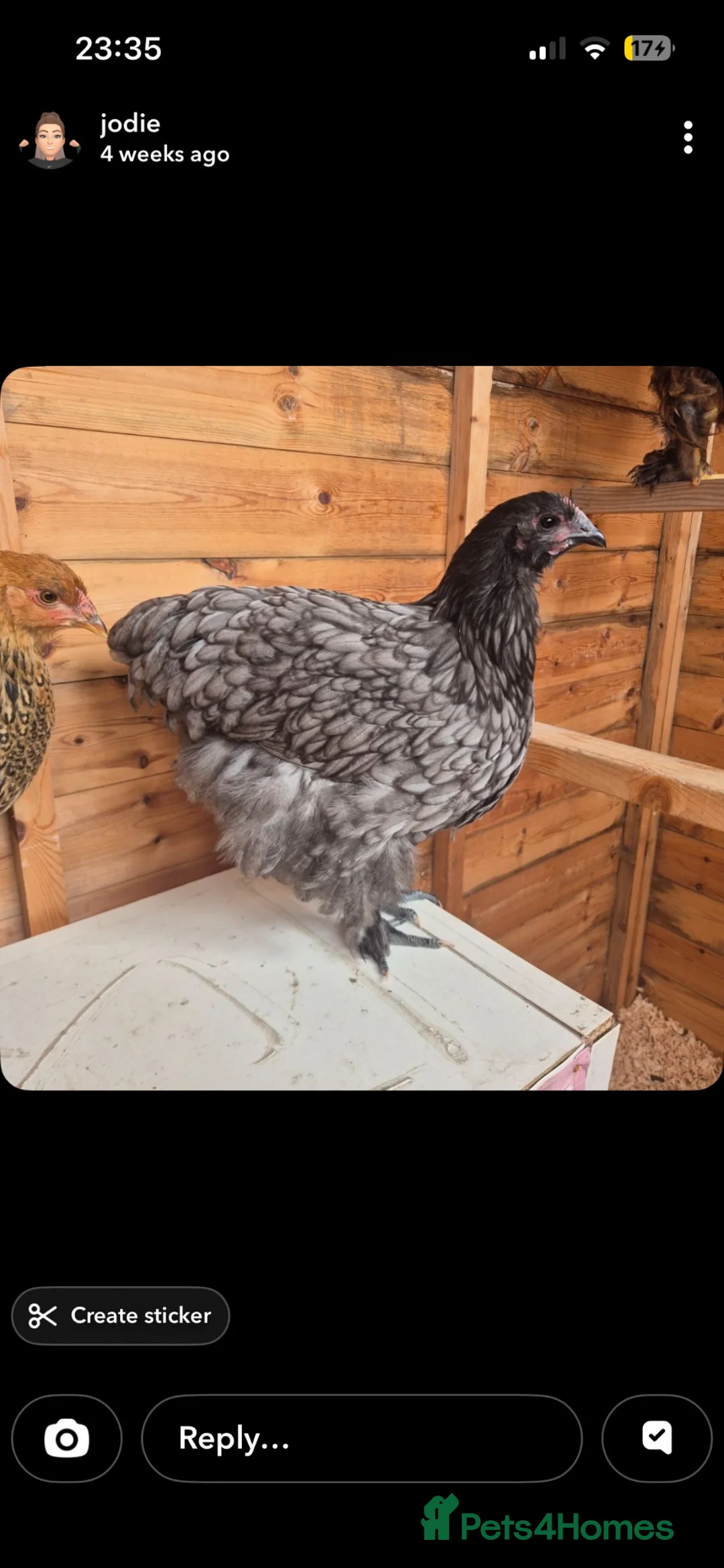 Chickens poultry for sale: Range of hens for sale  - Advert 1