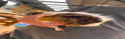 Guinea Pig rodents for sale: Guinea pigs  - Advert 4