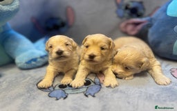 Maltipoo dogs for sale: Fluffballs of Joy 🐾💛 ready to melt your heart! - Image 21