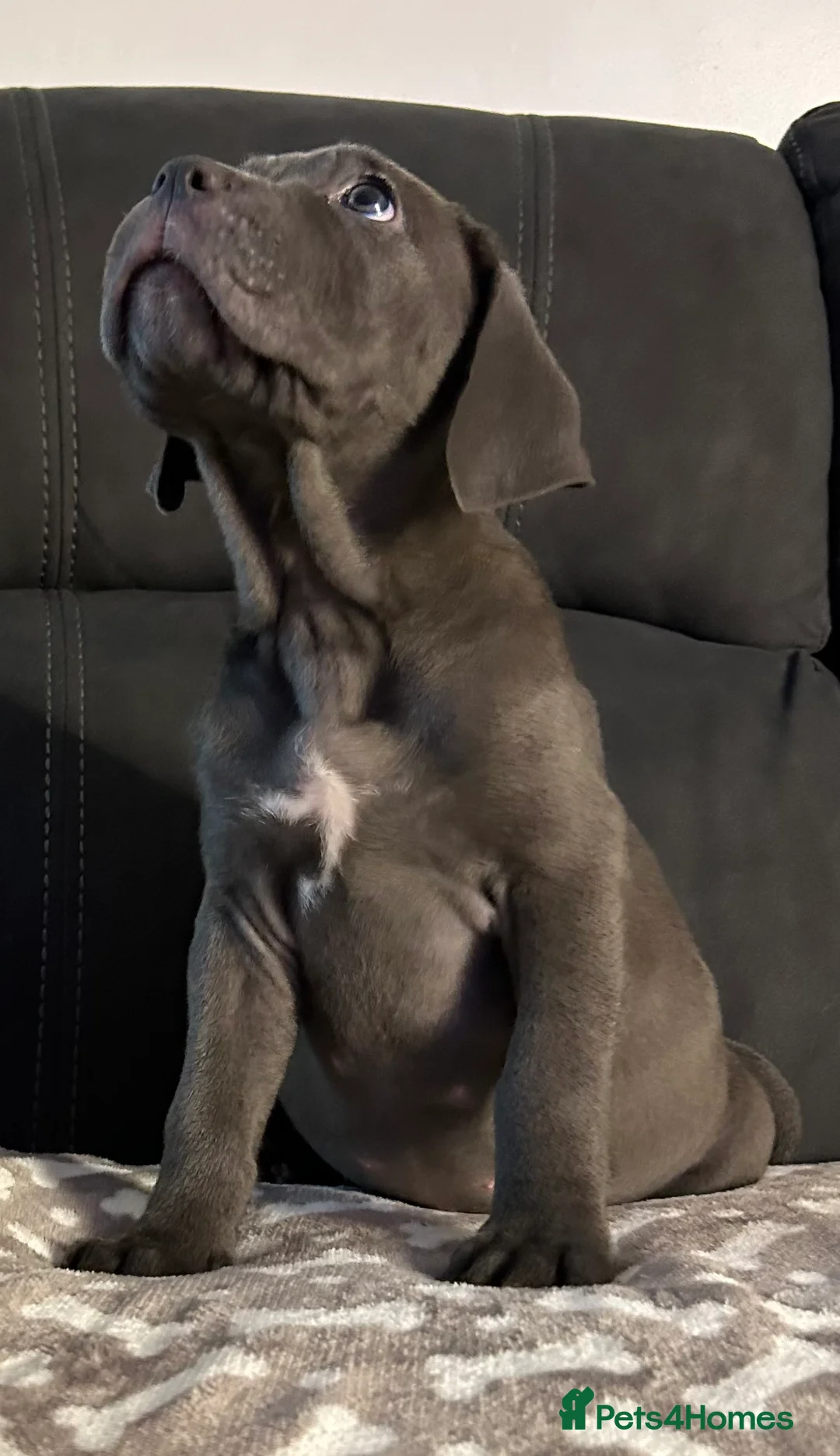 Cane Corso dogs for sale: Cane corso champion bloodline pups  - Advert 26