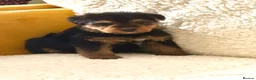 Mixed Breed dogs for sale: Wawauzer puppies  - Advert 11