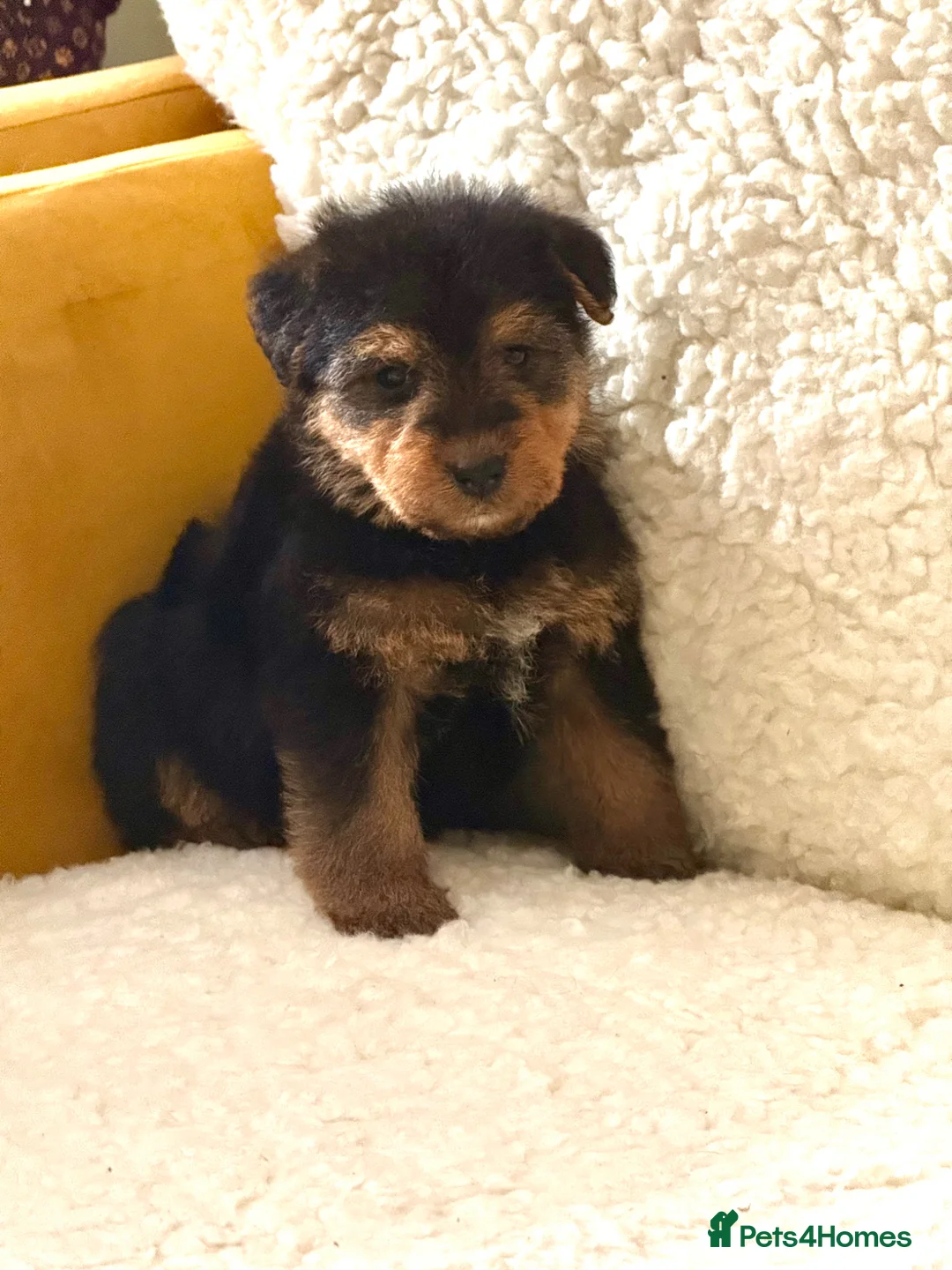 Mixed Breed dogs for sale: Wawauzer puppies  - Advert 11
