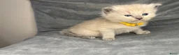 Ragdoll cats for sale: Beautiful mink ragdoll kittens  - Advert 12