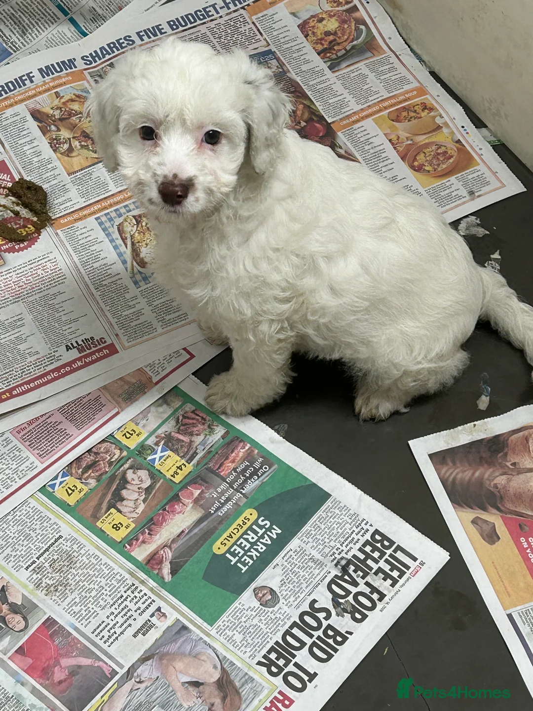 Cockapoo dogs for sale: Stunning f1 Cockerpoo puppies  - Advert 2