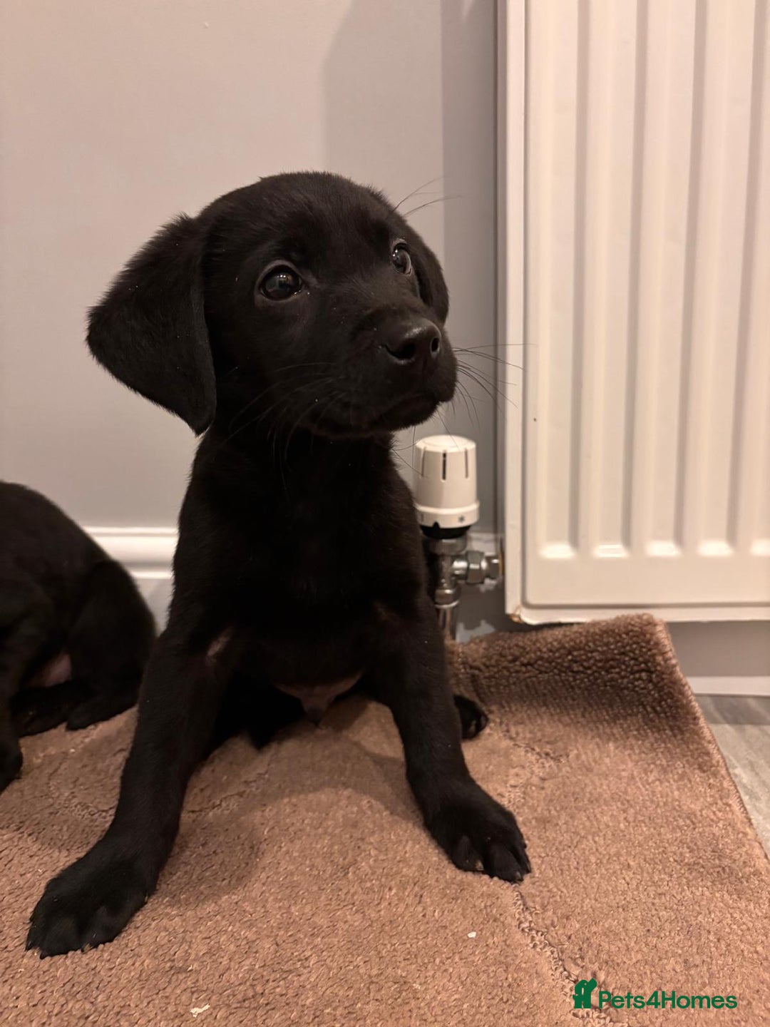 Labrador Retriever dogs for sale: Fabulous Labrador puppies  - Advert 10