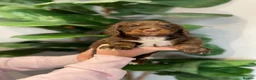 Cocker Spaniel dogs for sale: 🐶 COCKER SPANIEL PUPPIES 🐶 in Bishop Auckland - Advert 12