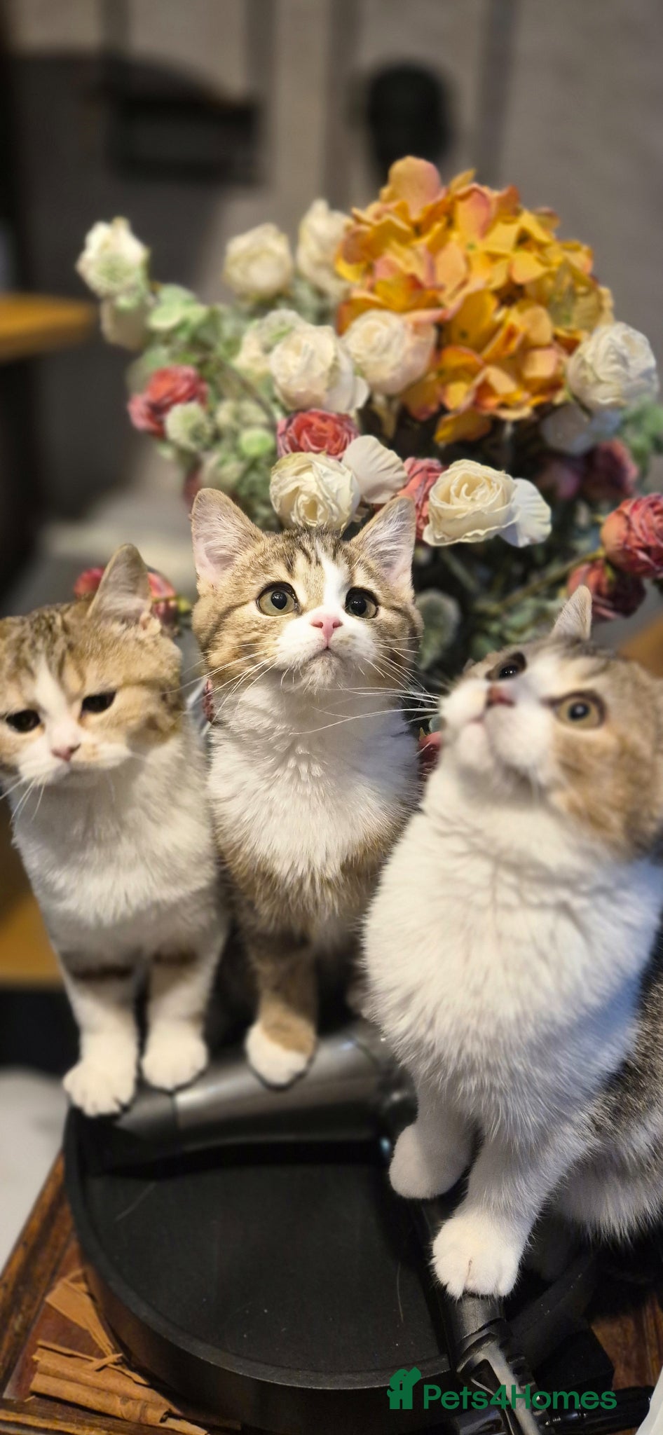 Scottish Fold cats Ready to go TICA reg. British Shorthair kittens - Advert 9