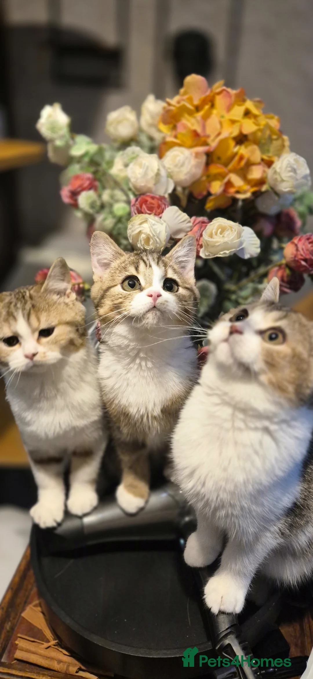 Scottish Fold cats for sale: Ready to go TICA reg. British Shorthair kittens - Advert 1