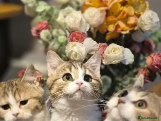 Scottish Fold cats Ready to go TICA reg. British Shorthair kittens - Advert 9