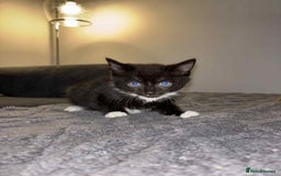 Bengal cats for sale: Four beautiful baby girl kittens  - Image 11