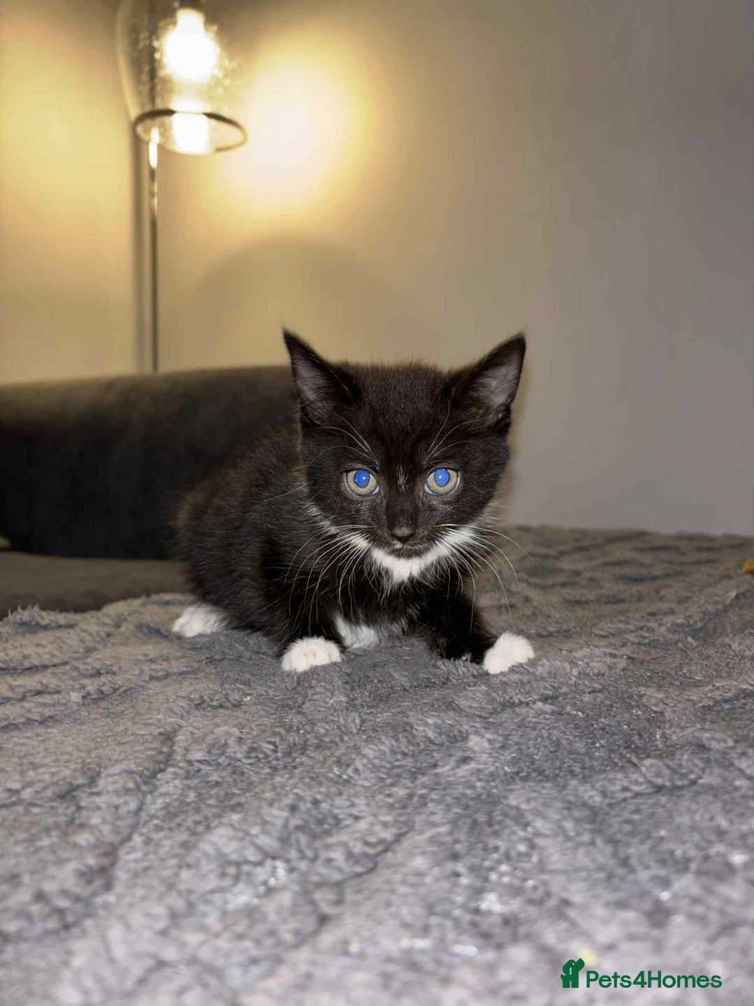 Bengal cats for sale: Four beautiful baby girl kittens  - Image 11