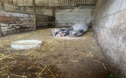 Pig livestock for sale: Two Adorable Micro Piglets Juliana,s - Image 5