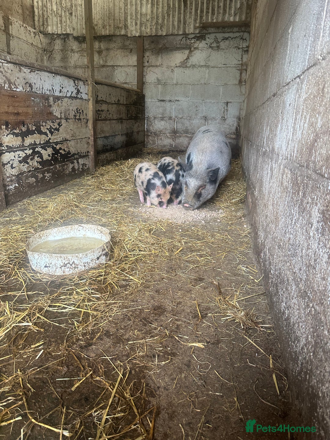 Pig livestock for sale: Two Adorable Micro Piglets Juliana,s - Image 5