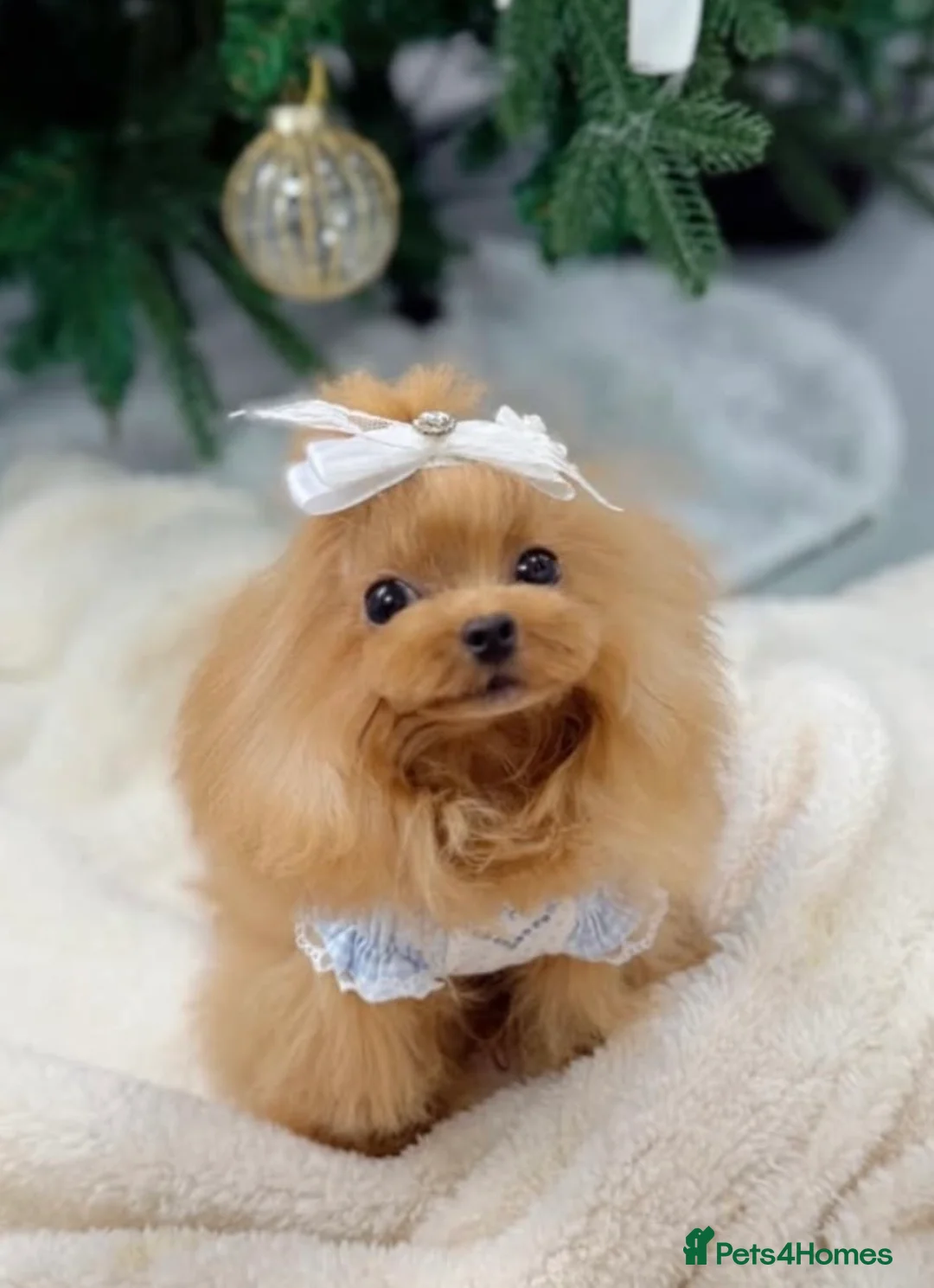 Miniature Poodle dogs for stud:  imported Asian teddy Poodle Stud 💎£200 Intro fee - Advert 11