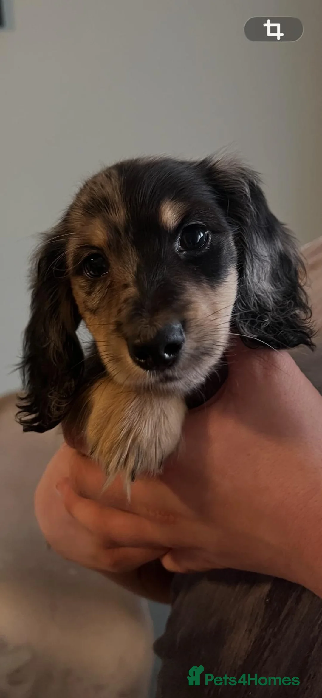 Miniature Dachshund dogs for sale: ready now kc reg LH mini datS puppies - Advert 26
