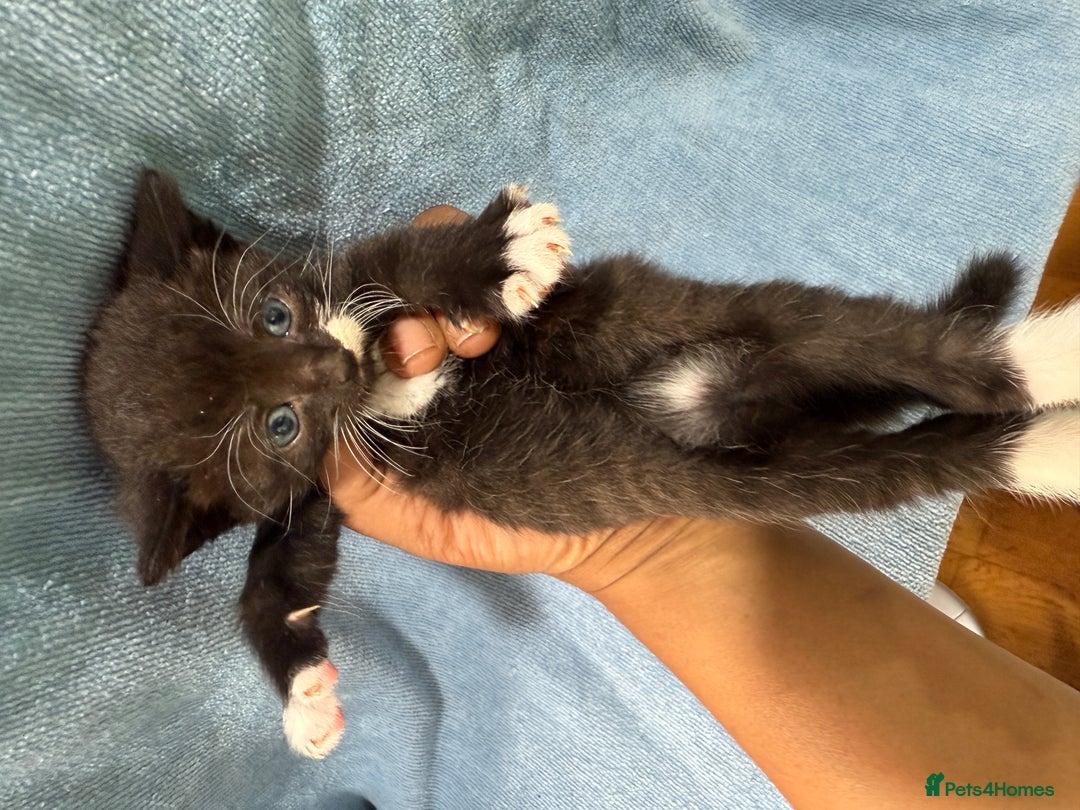Mixed Breed cats for sale: Mix breed kittens for sale - Image 4