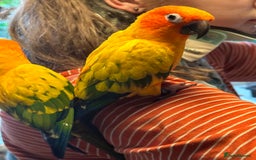 Conures birds for sale: Sun Conure pair  - Image 9