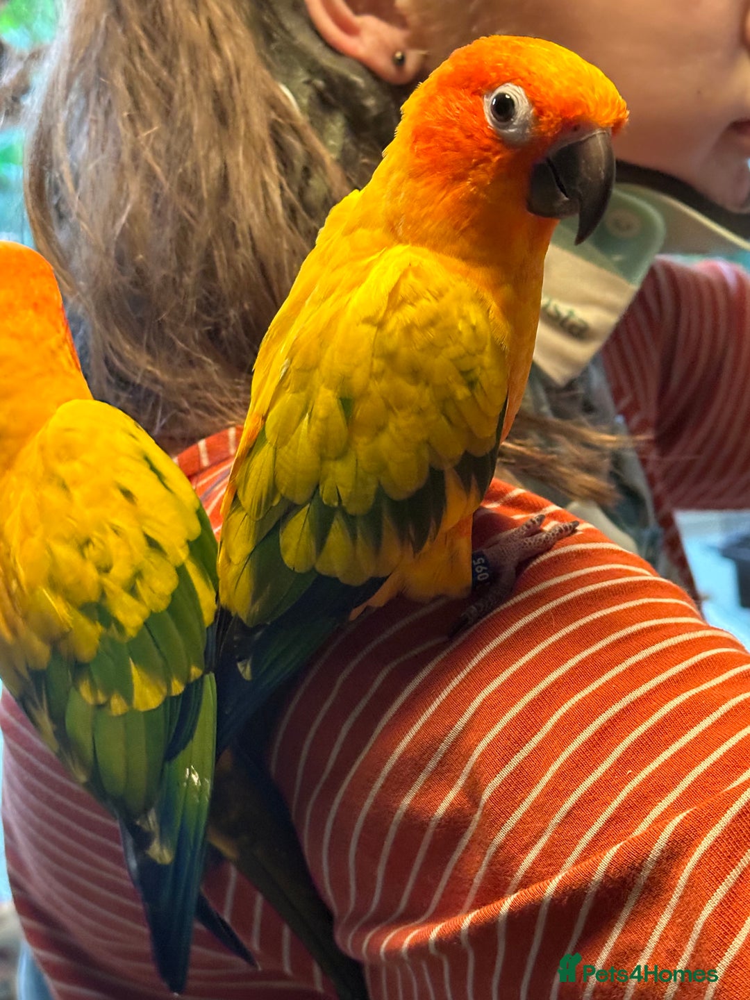 Conures birds for sale: Sun Conure pair  - Image 9