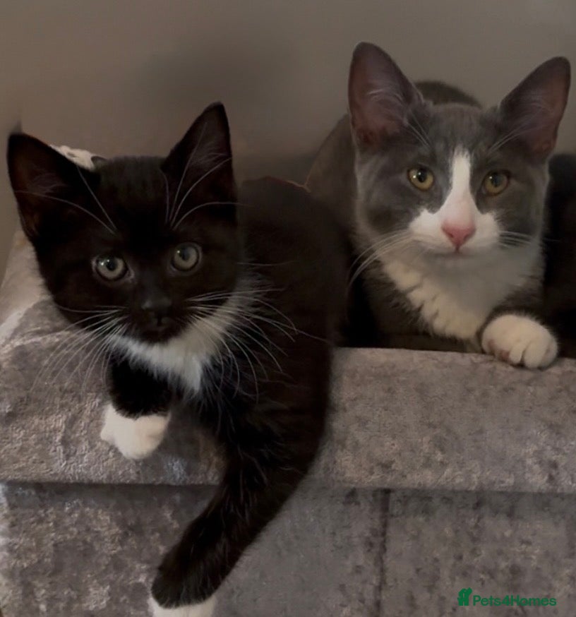 Mixed Breed cats Beautiful kittens  - Advert 4