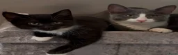 Mixed Breed cats for sale: Beautiful kittens  - Advert 1