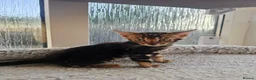 Bengal cats for sale: Bengal Kittens(Marble and Snow bengal available) - Advert 4