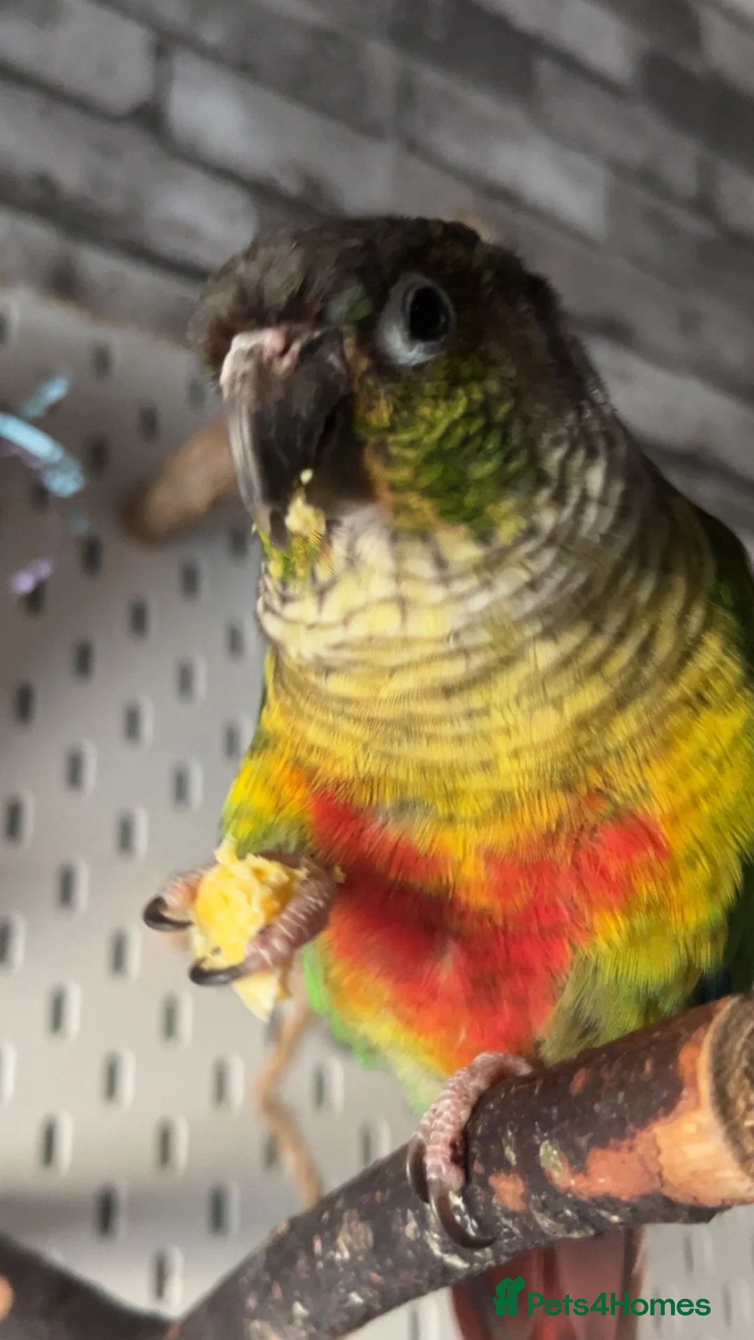Conures birds for sale: Green cheek conure for sale  - Advert 2