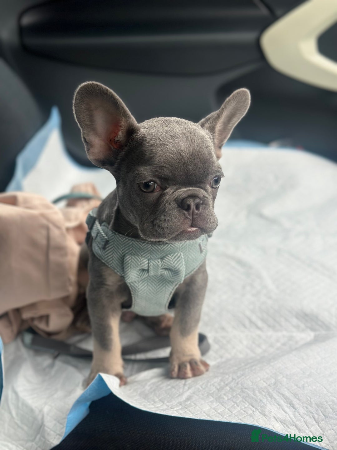 French Bulldog dogs for sale: Miniature French bulldog // ONE PUP LEFT ONLY - Advert 1