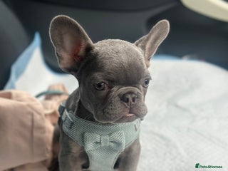 French Bulldog dogs Miniature French bulldog // ONE PUP LEFT ONLY - Advert 2