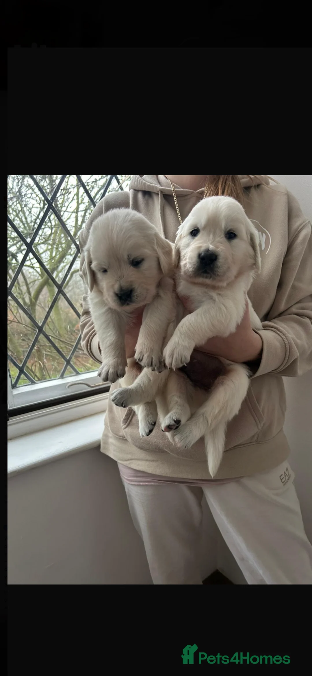 Golden Retriever dogs for sale: Adorable Golden retriever puppies  - Advert 1