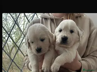Golden Retriever dogs Adorable Golden retriever puppies - Advert 1