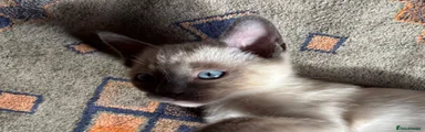 Tonkinese 5