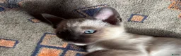 Tonkinese cats for sale: Exquisite Tonkdolls - Advert 4
