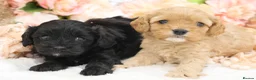Cavapoo dogs for sale: Health Tested Cavapoos by Licensed Breeder - Advert 14