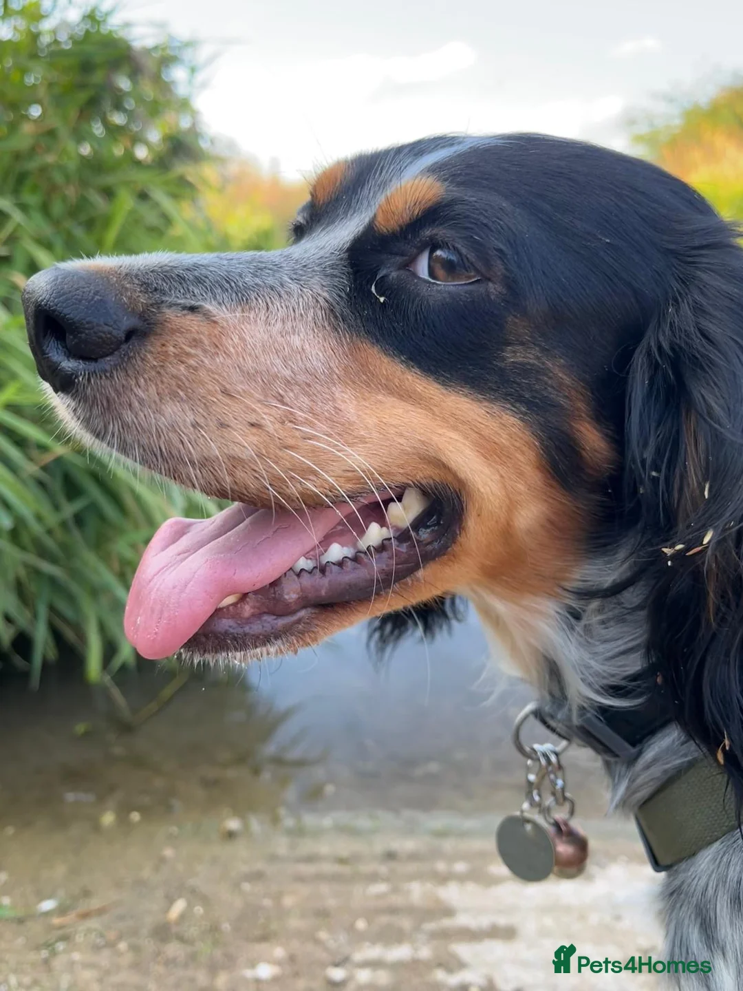 Mixed Breed dogs for adoption: Pippa - Waiting for her Special Someone in Cambridge - Advert 2