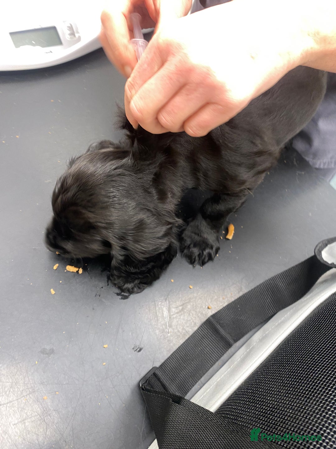 Cocker Spaniel dogs for sale: Superb Quality Royal KC Cocker Spaniel Puppies - Advert 17