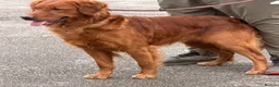 Golden Retriever dogs for sale: Golden retriever pups from health tested parents  - Advert 12