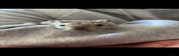 Gerbil rodents for sale: 2 female gerbils in Cardiff - Advert 6