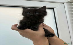 Mixed Breed cats for sale: Maine coon xxx - Image 16