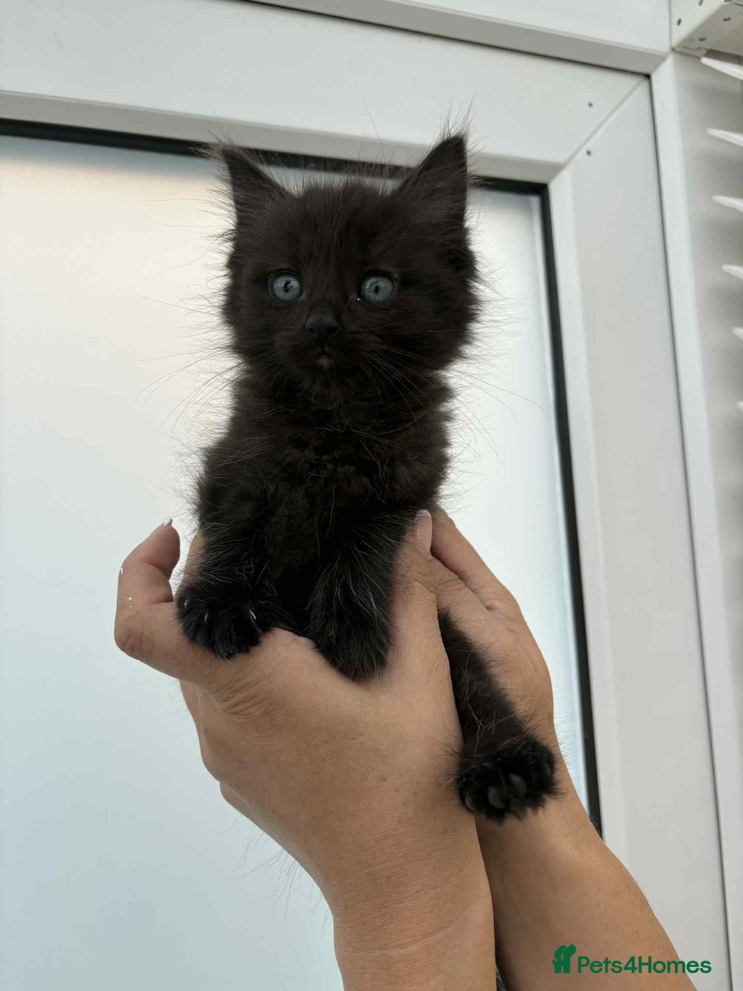 Mixed Breed cats for sale: Maine coon xxx - Image 16