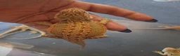 Bearded Dragon reptiles for sale: Baby bearded dragons  - Advert 20