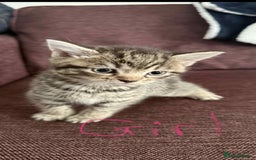 Mixed Breed cats for sale: 4 x Ragdoll mix kitten ready to leave 15/10/25 - Image 5
