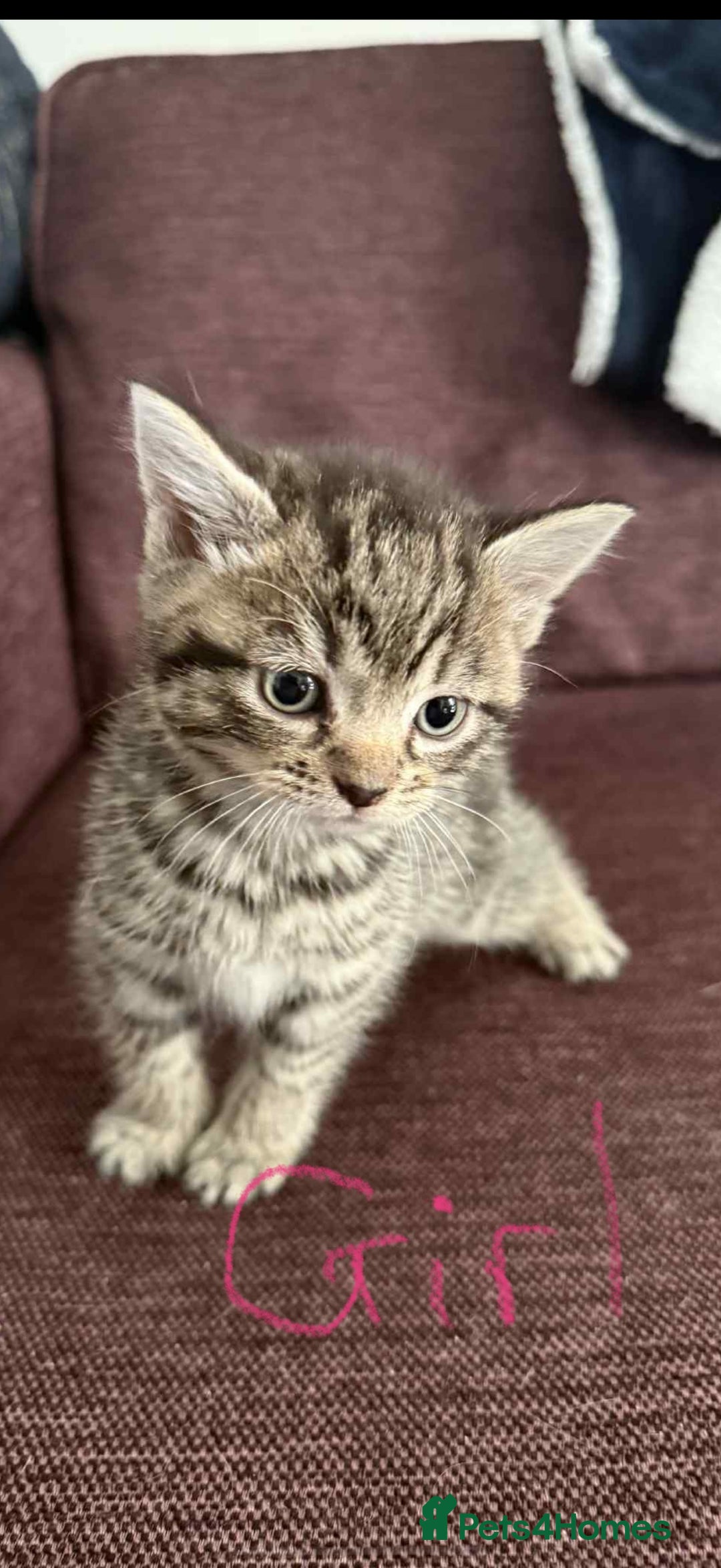 Mixed Breed cats for sale: 4 x Ragdoll mix kitten ready to leave 15/10/25 - Image 5