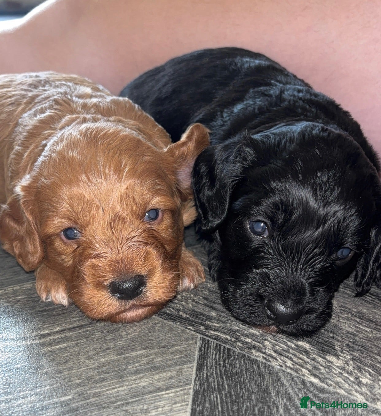 Cockapoo dogs Cockerpoo  - Advert 2