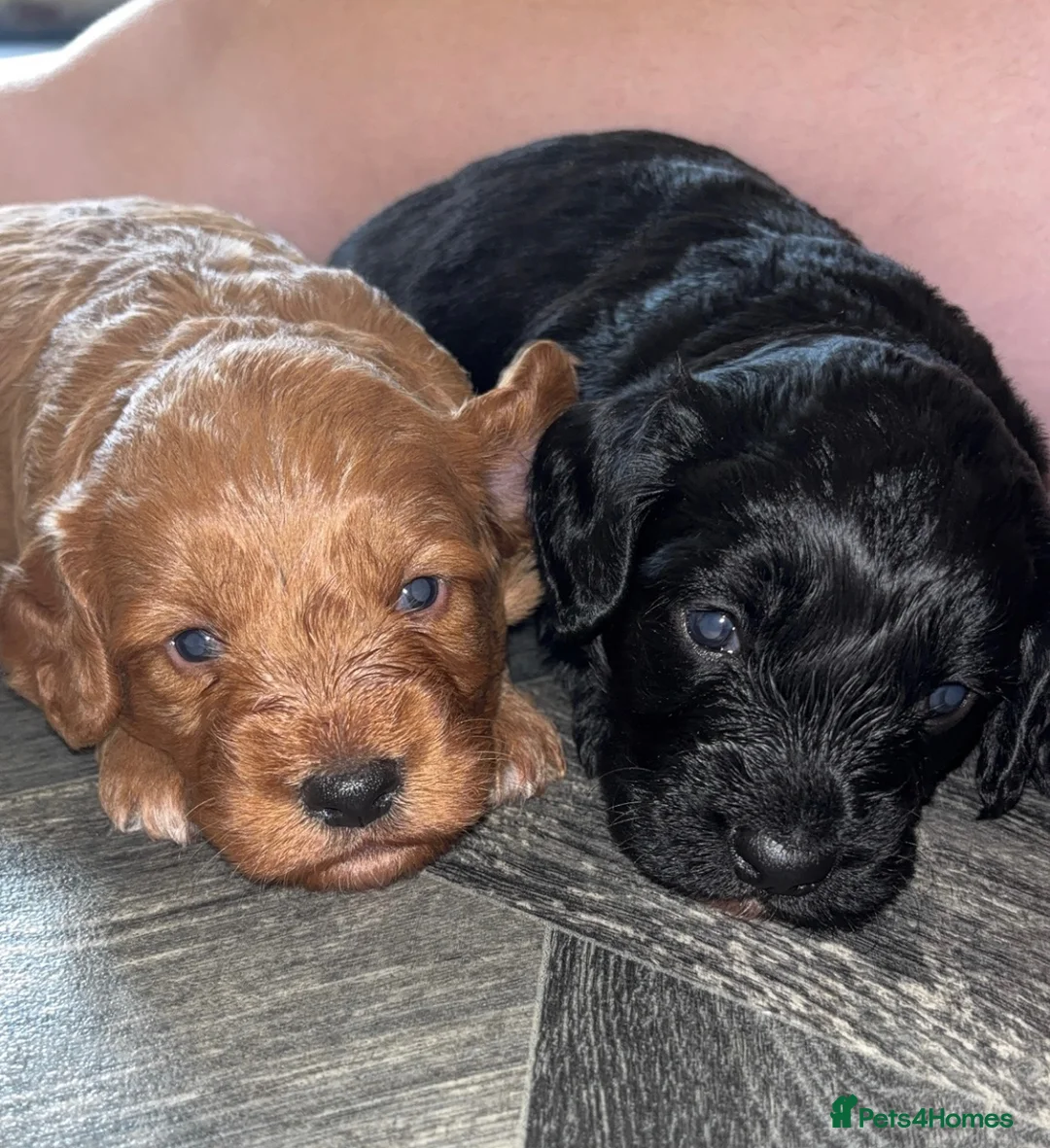 Cockapoo dogs for sale: Cockerpoo  - Advert 1