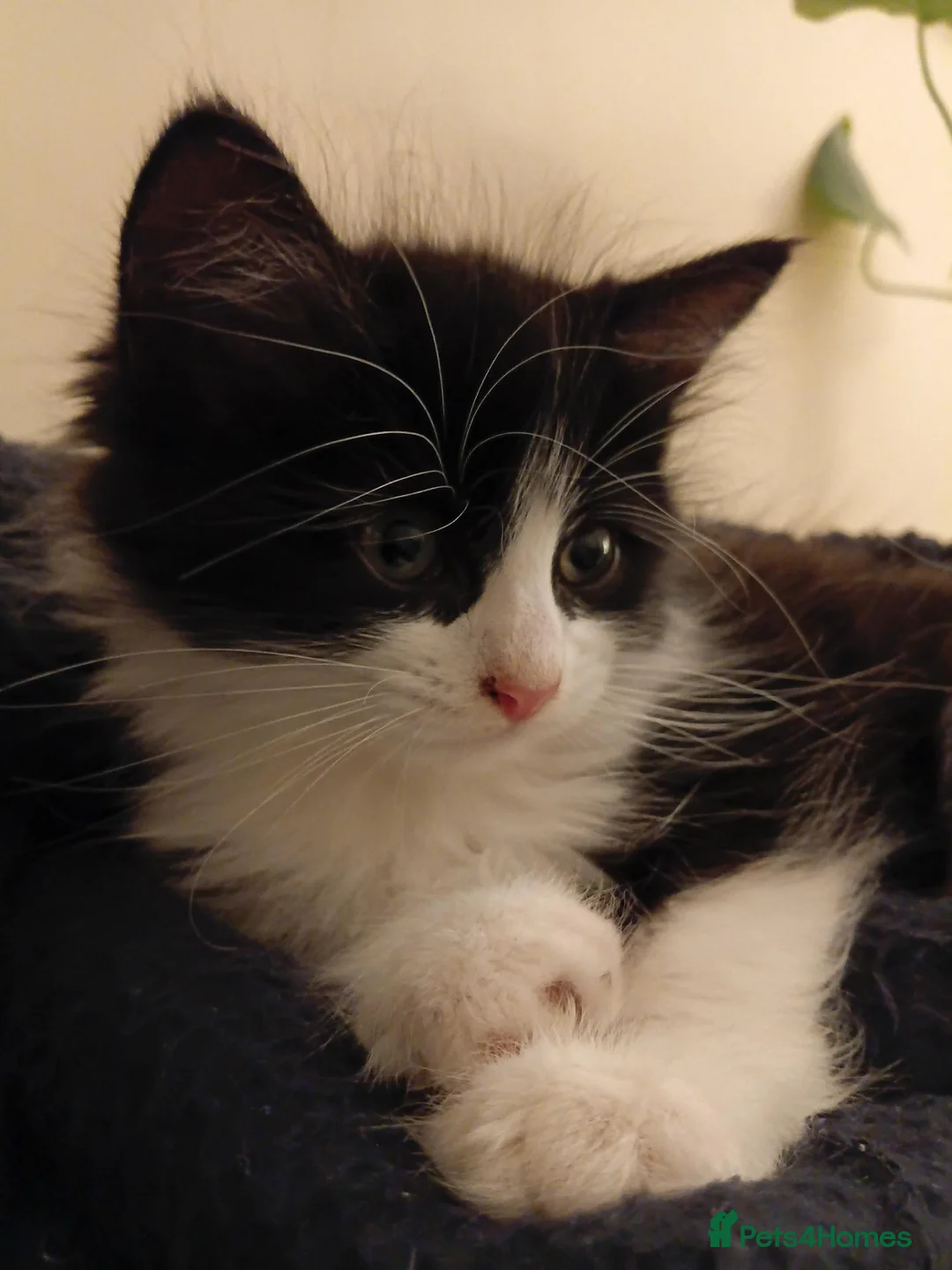Mixed Breed cats for sale: Two adorable male kittens, dad Maine Coon - Advert 2