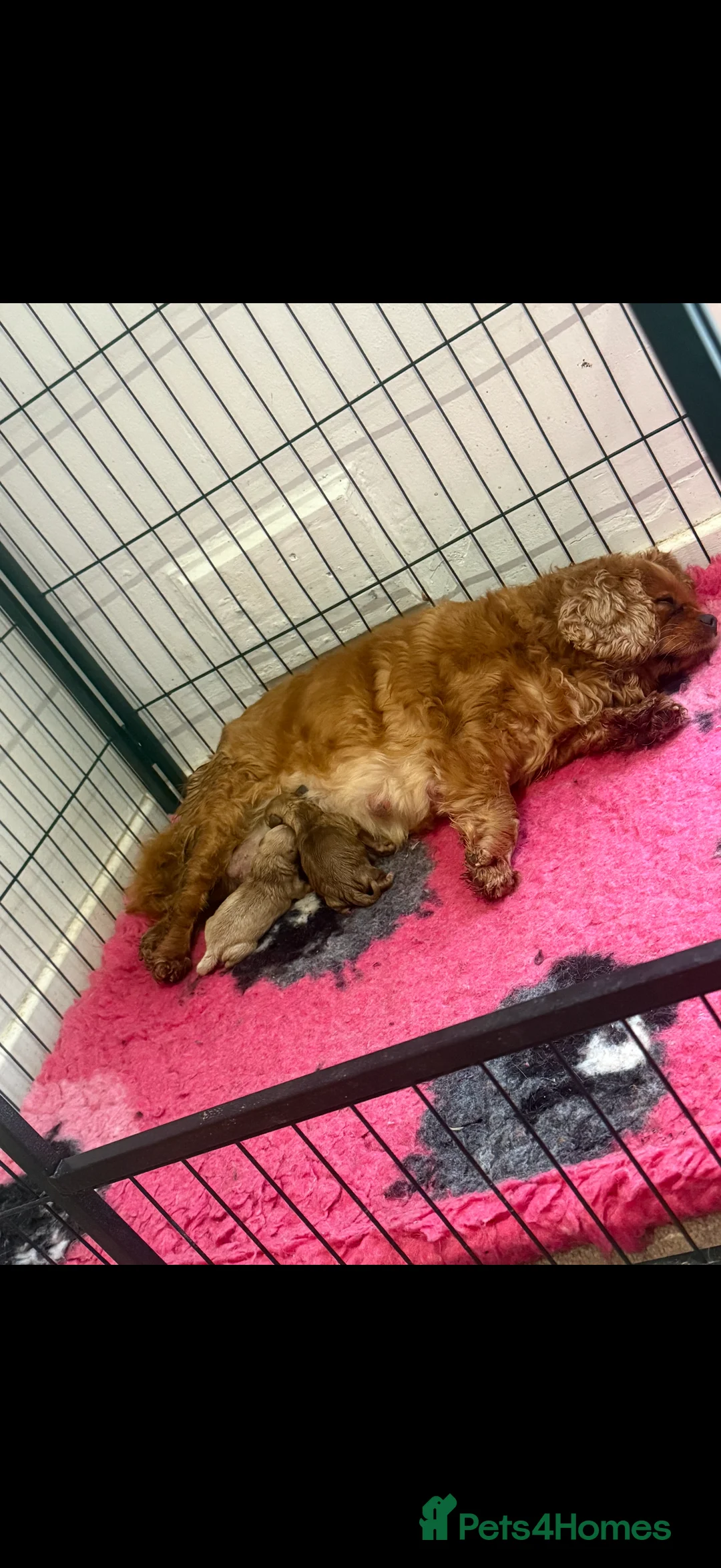 Cavapoo dogs for sale: Beautiful F1 Cavapoo puppies  - Advert 2