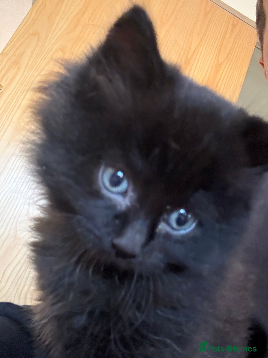 Ragdoll cats for sale: Longhair ragdoll kittens  - Advert 13