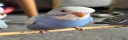 Budgerigars birds for sale: Semi Tamed Baby Budgies for sale  - Advert 6