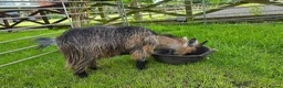 Goats livestock for sale: Three castrated male Pygmy goats in Penrith - Advert 3